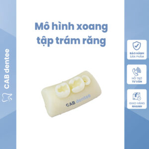 Mô hình xoang trám Nha khoa