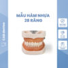 MẪU HÀM NHA KHOA 28 RĂNG - Loại chất lượng cao, thực hành mài cùi