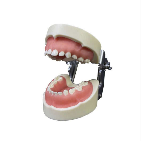Mẫu Hàm Nhựa 24 Răng Trẻ Em - Hình ảnh 2