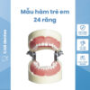 Mẫu Hàm Nhựa 24 Răng Trẻ Em