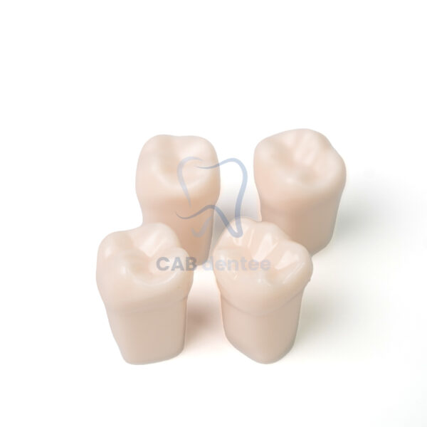 Xả kho - Răng nhựa thực hành nha khoa mài cùi - Hình ảnh 4