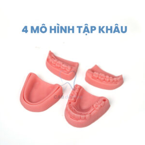 BỘ 4 MÔ HÌNH TẬP KHÂU NHA CHU