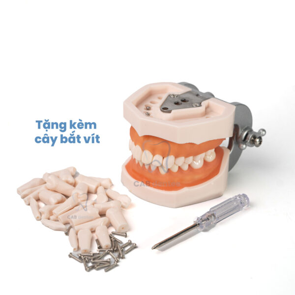 MẪU HÀM NHA KHOA 28 RĂNG - Loại chất lượng cao, thực hành mài cùi - Hình ảnh 4