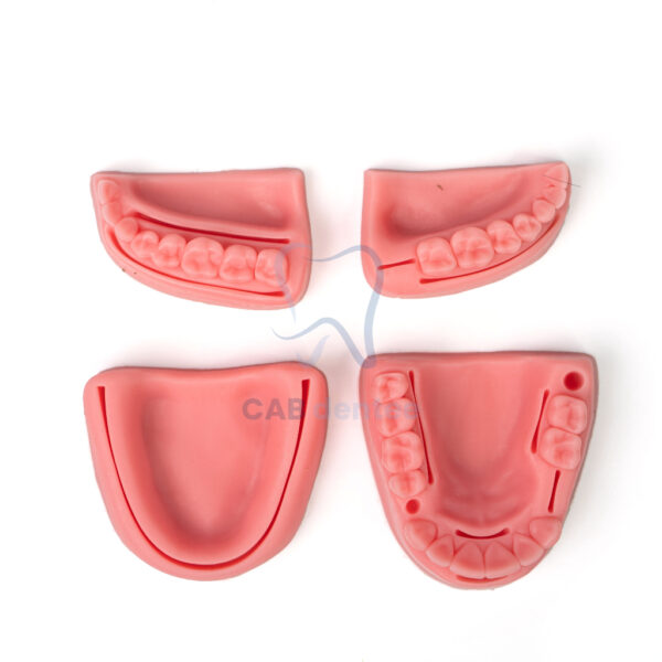 BỘ 4 MÔ HÌNH TẬP KHÂU NHA CHU - Hình ảnh 2