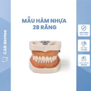 MẪU HÀM NHA KHOA 28 RĂNG - Loại chất lượng cao, thực hành mài cùi