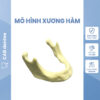 XƯƠNG HÀM THỰC HÀNH CẤY GHÉP CẮM IMPLANT sg 11134201 7rfic m3kmvgm7qe3pea