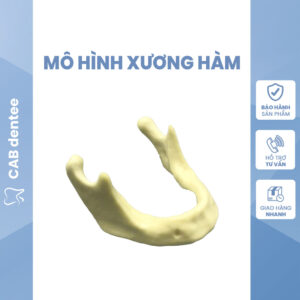 XƯƠNG HÀM THỰC HÀNH CẤY GHÉP CẮM IMPLANT