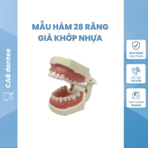 Mẫu Hàm 28 Răng Giá Khớp Nhựa