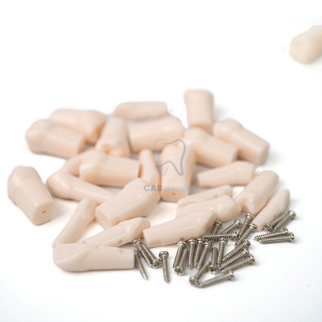 Răng nhựa thực hành nha khoa mài cùi vn 11134207 7qukw li5lohfa9wpe94