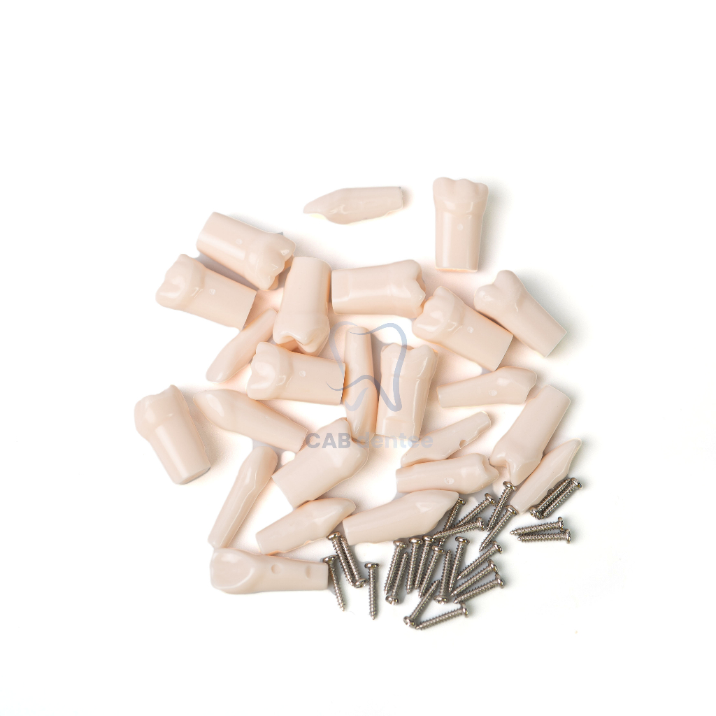 Răng nhựa thực hành nha khoa mài cùi vn 11134207 7qukw li5lohfabb9u87